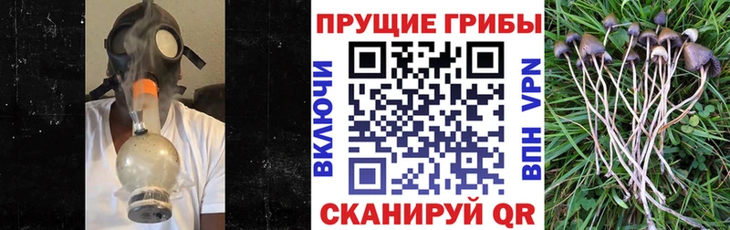 закладка  Сенгилей  Псилоцибиновые грибы прущие грибы 